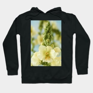 Verbascum x hybridum  &#39;Snow Maiden&#39;  Mullein Hoodie